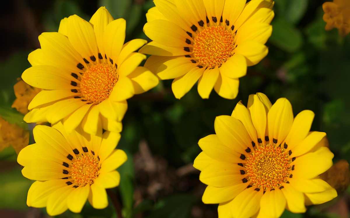 Gazania com flores amarelas 01