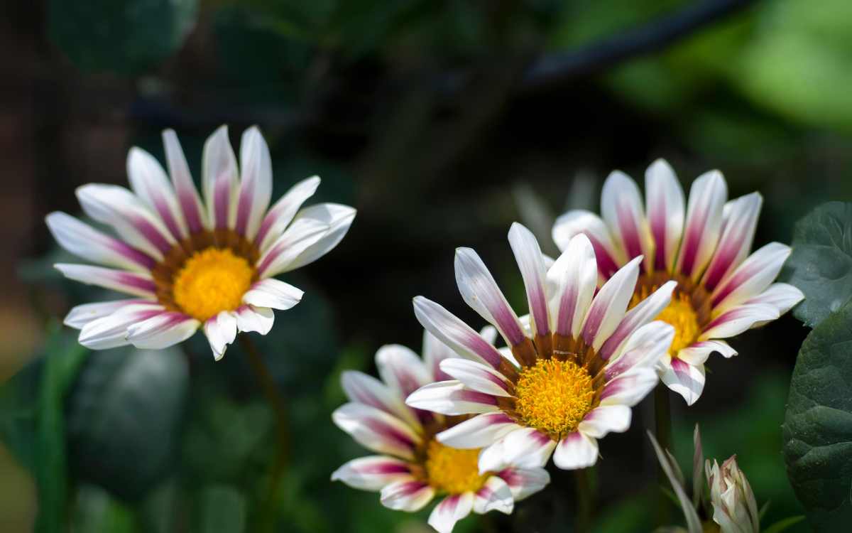 Gazania com flores brancas