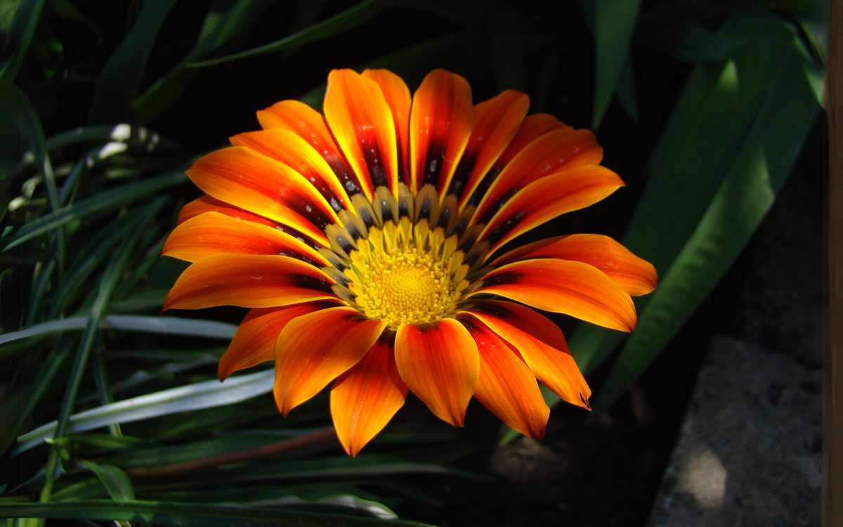 Gazania flor laranja
