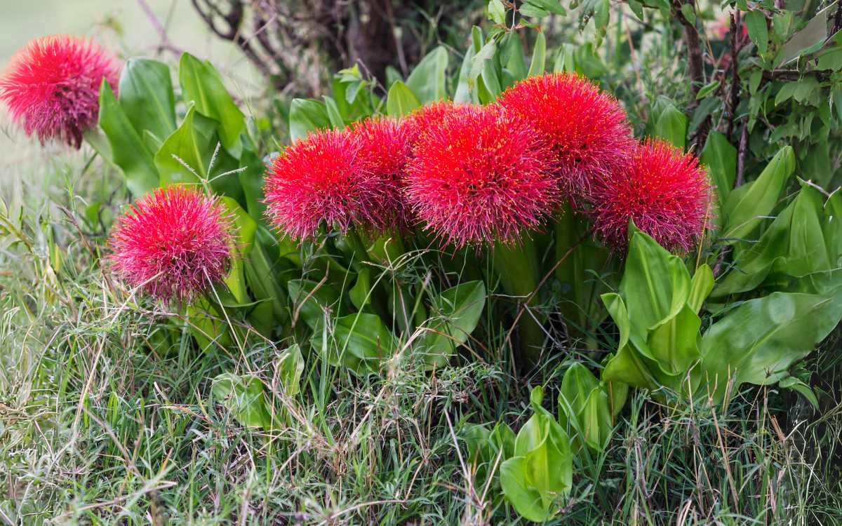 Lirio Sangu Salmao Scadoxus multiflorus com diversas flores
