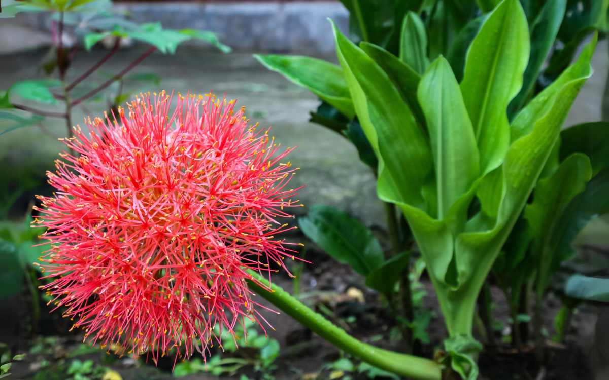 Lirio Sangu Salmao Scadoxus multiflorus flor em destaque