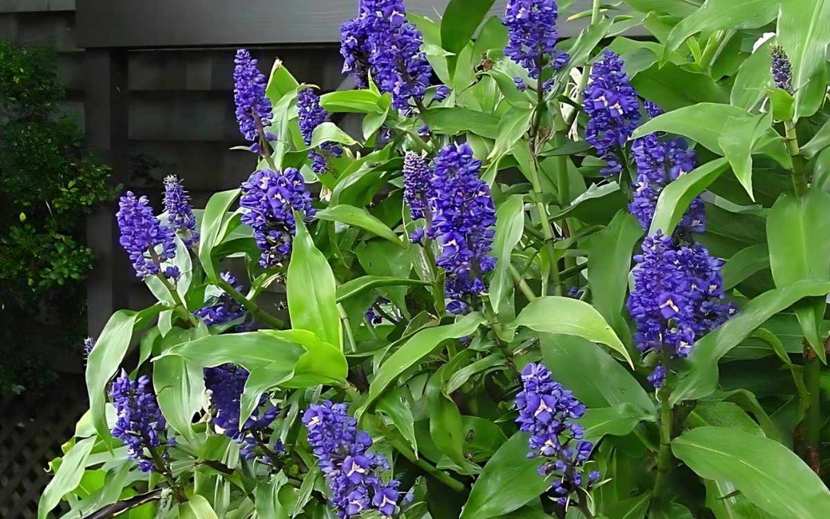 Diversas plantas gengibre azul