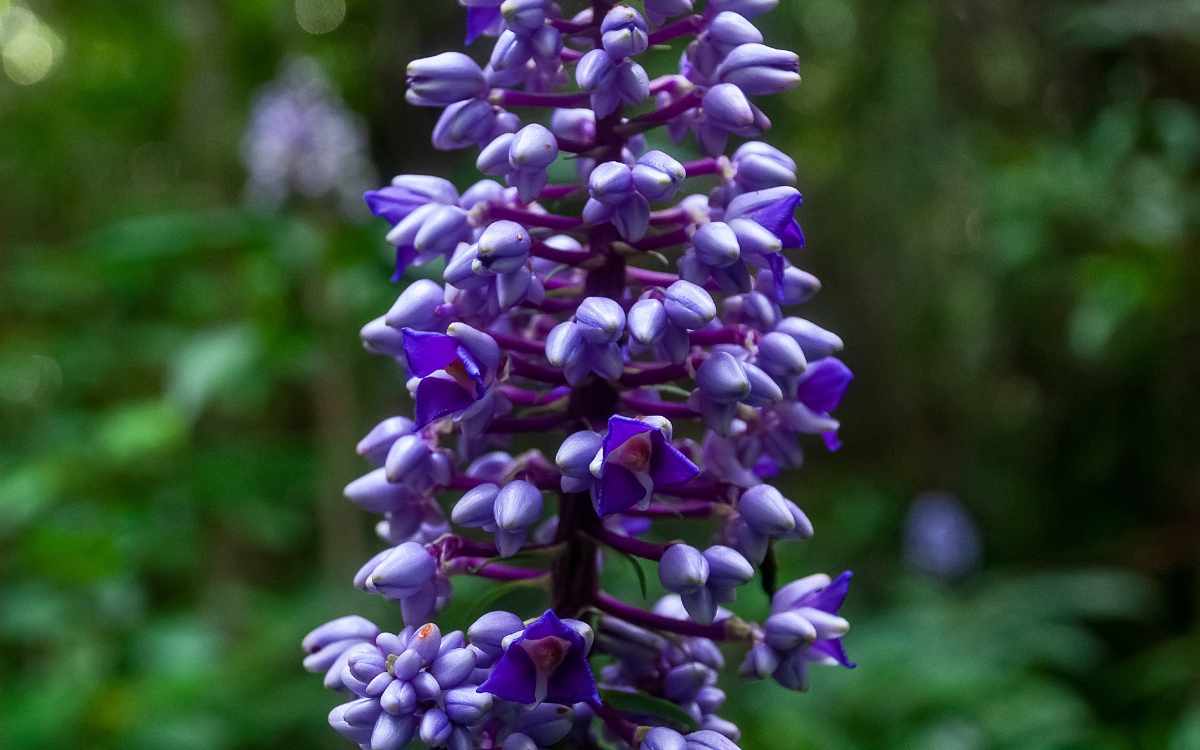 Flor gengibre azul