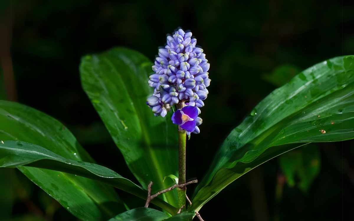 Gengibre Azul flor e folhas