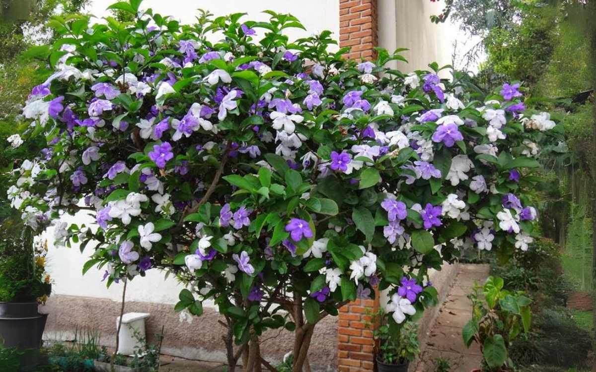 Manaca de cheiro ou jardim com flores