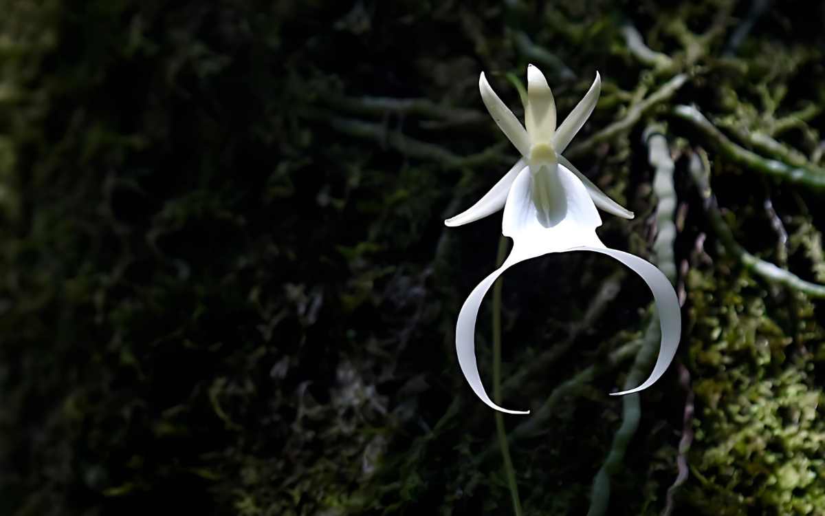 Orquidea fantasma