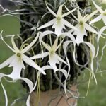 Conheça a Orquídea Fantasma: Sua História e Características