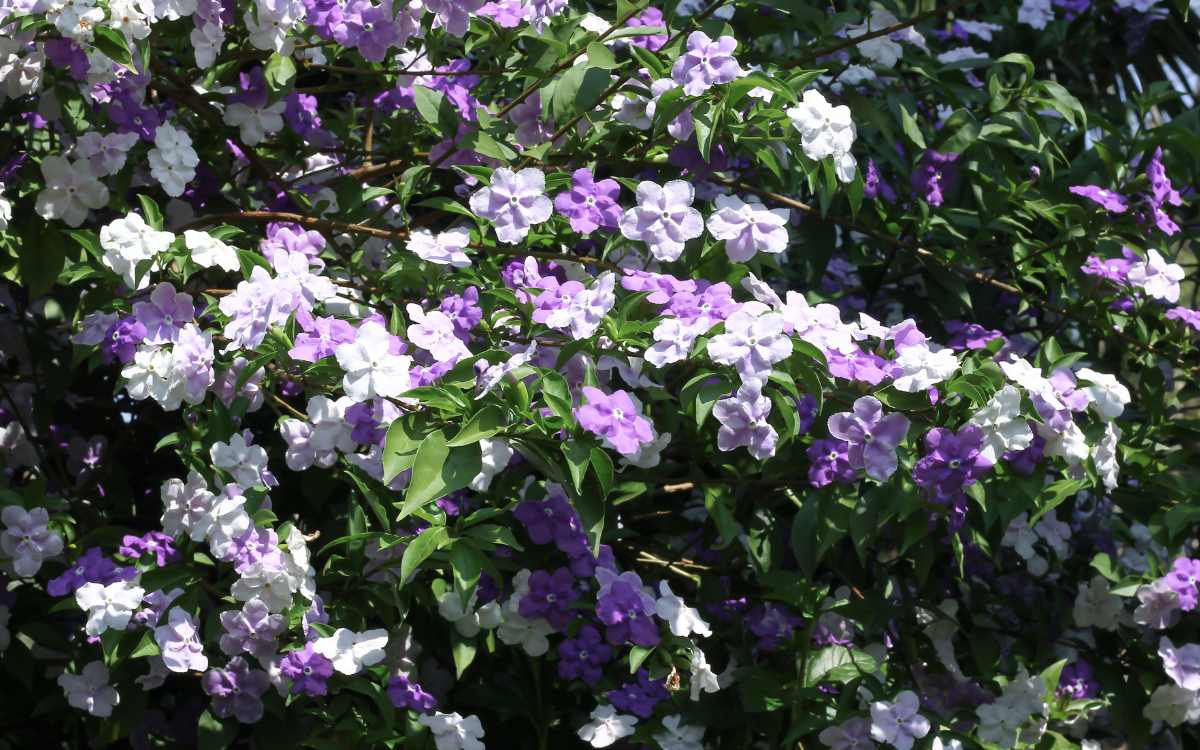 Brunfelsia uniflora manaca de cheiro