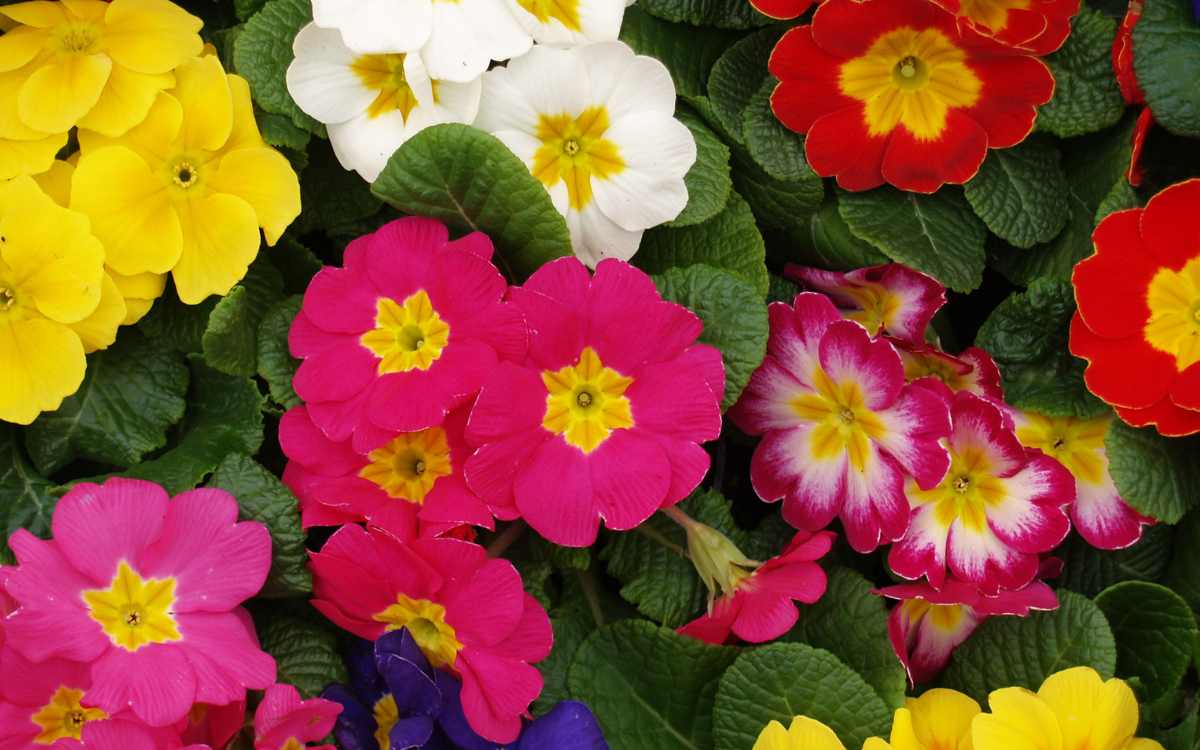 Diversas primulas