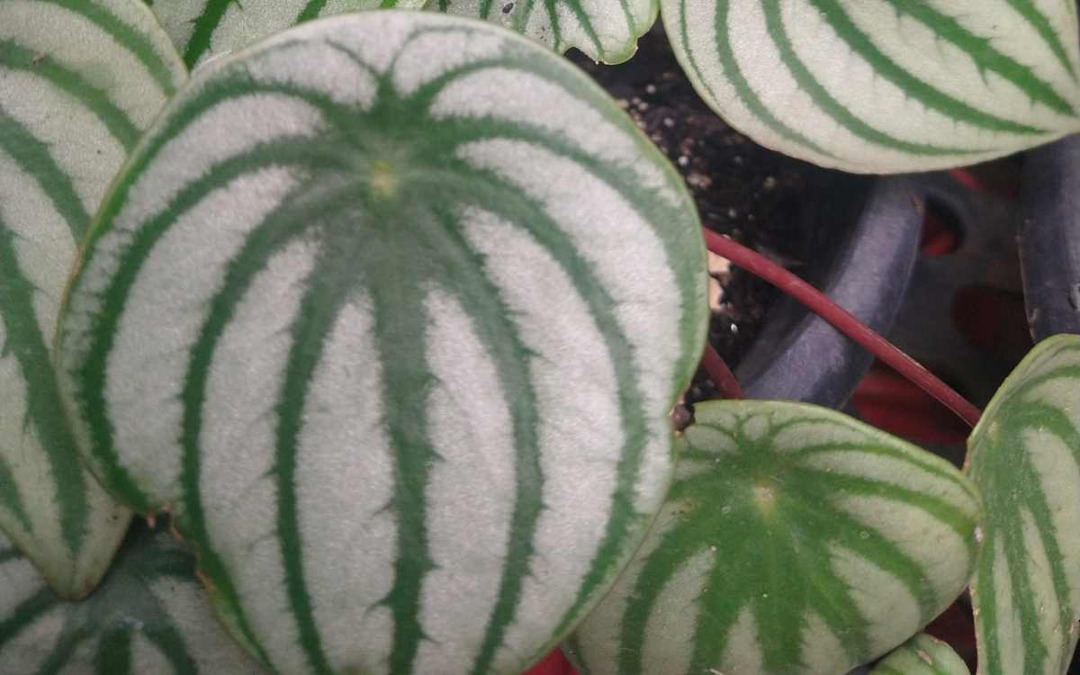 Peperomia Melancia Peperomia Argyreia folhas