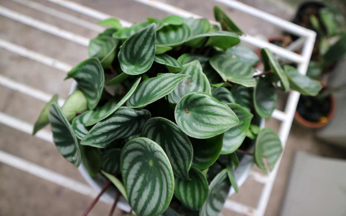 Peperomia Melancia Peperomia Argyreia imagem destacada