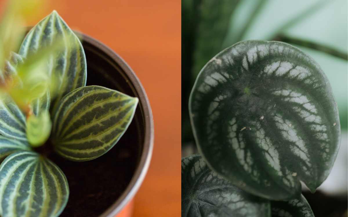 Peperomia Melancia Peperomia Argyreia plantada em um vaso