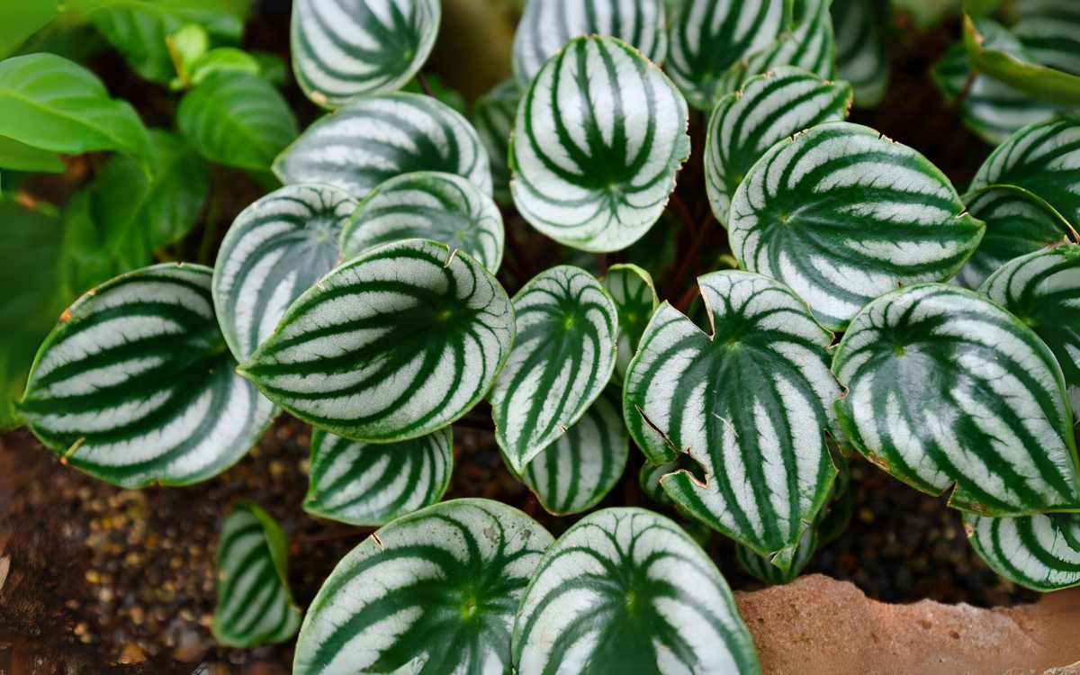 Peperomia Melancia Peperomia Argyreia