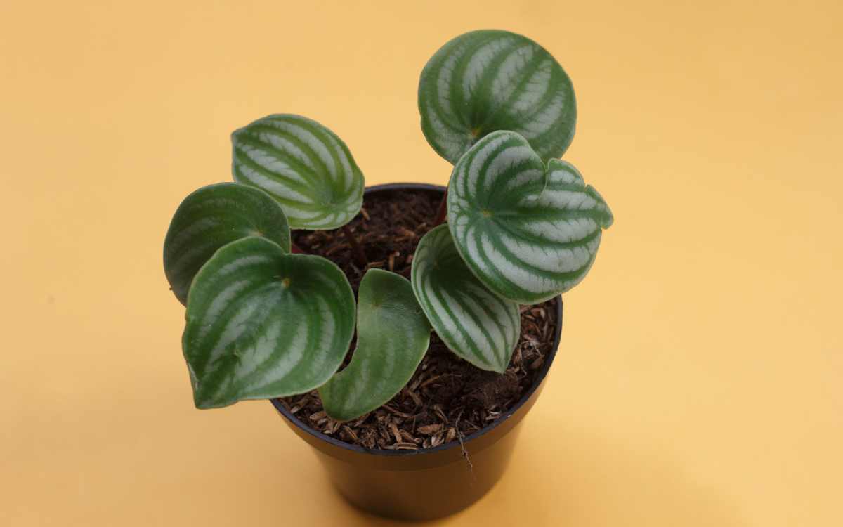 Peperomia Melancia em um vaso