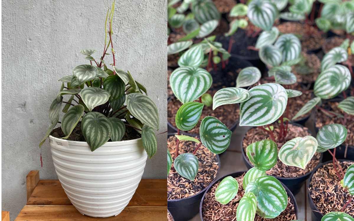 Peperomia Melancia