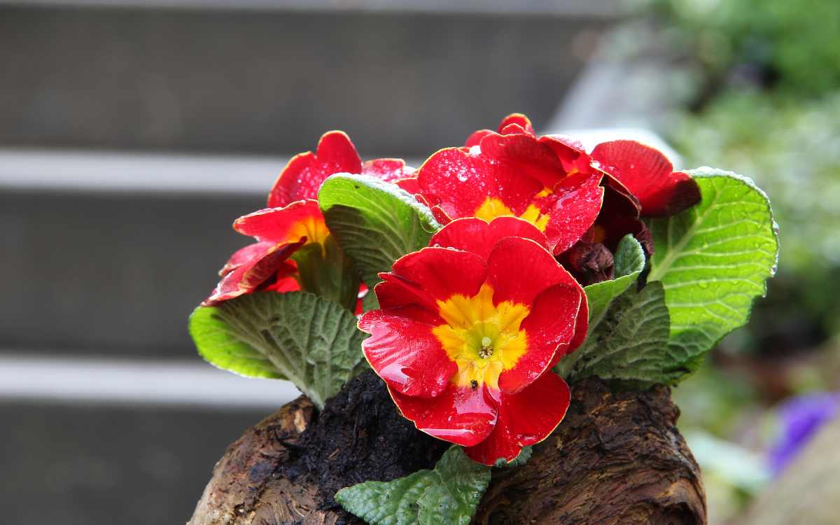 Primula com flor avermelhada