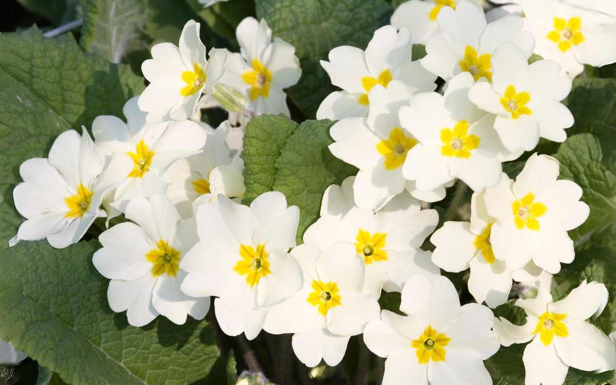 Primula com flor branca