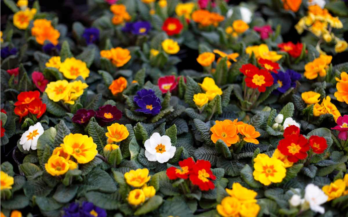 Primulas com flores de diversas cores