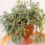 Rhipsalis (Cacto Macarrão) - Características e Como Cuidar