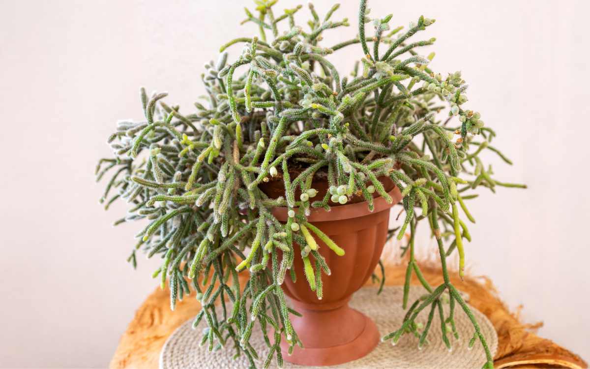 rhipsalis – imagem destacada